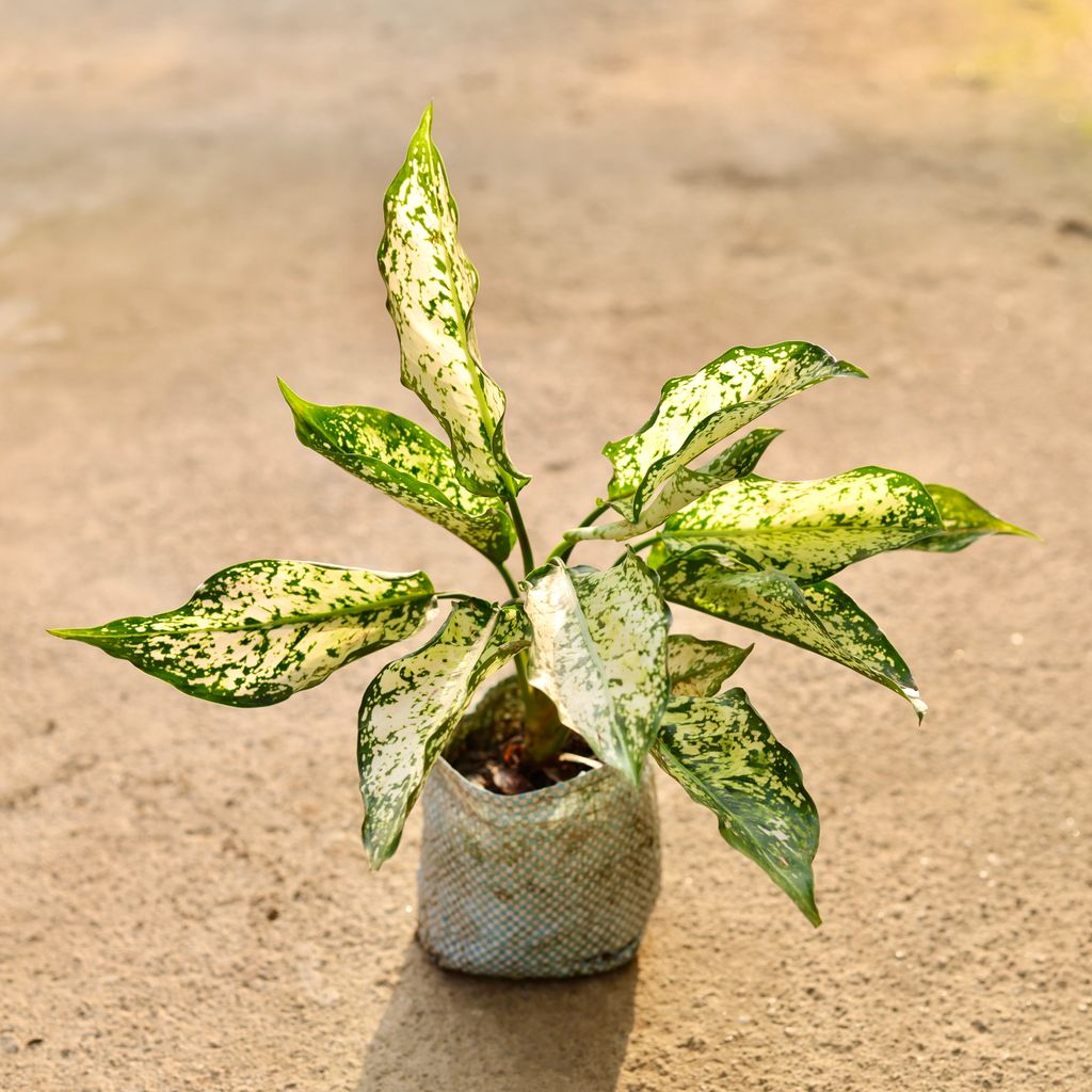 Aglaonema Snow White in 4 Inch Nursery Bag