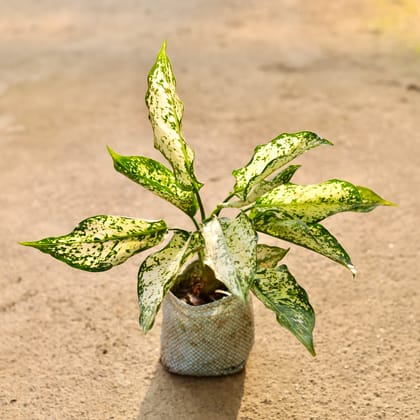 Buy Aglaonema Snow White in 4 Inch Nursery Bag Online | Urvann.com