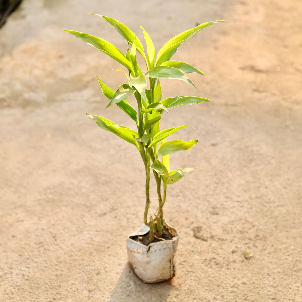 Lucky Bamboo in 4 Inch Nursery Bag