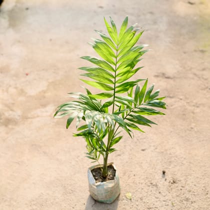 Buy Chamaedorea Palm in 4 Inch Nursery Bag Online | Urvann.com