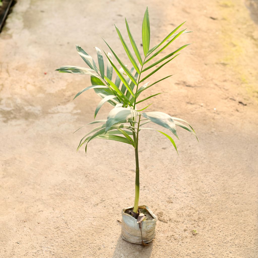 Cane / Bamboo Palm in 4 Inch Nursery Bag