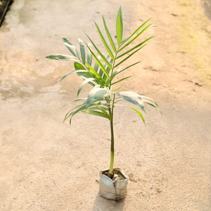 Buy Cane / Bamboo Palm in 4 Inch Nursery Bag Online | Urvann.com