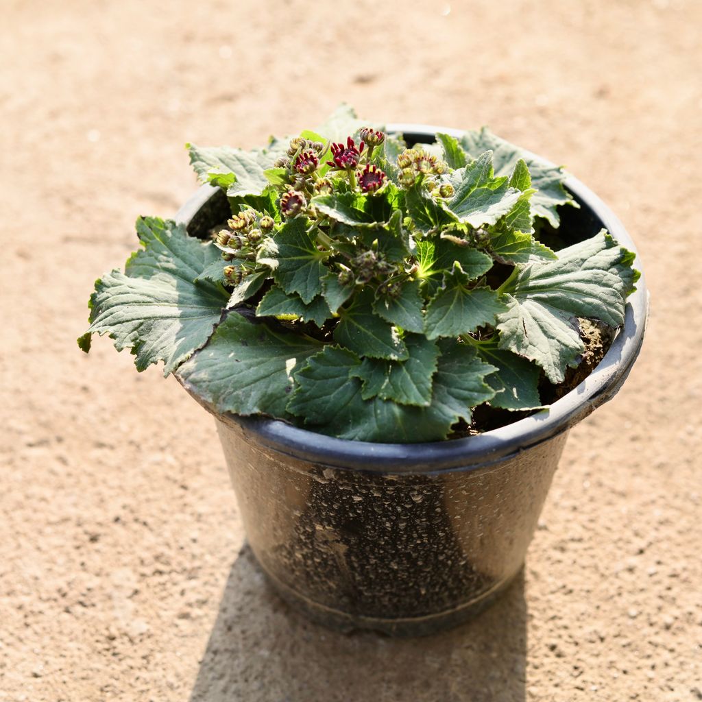 Cineraria Dwarf (any colour) in 8 Inch Nursery Pot