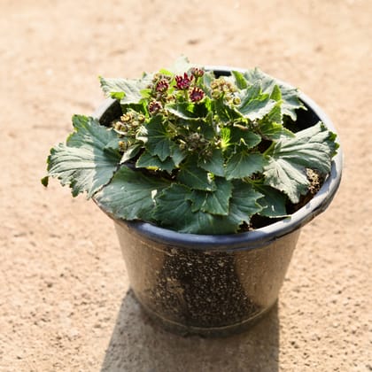 Buy Cineraria Dwarf (any colour) in 8 Inch Nursery Pot Online | Urvann.com