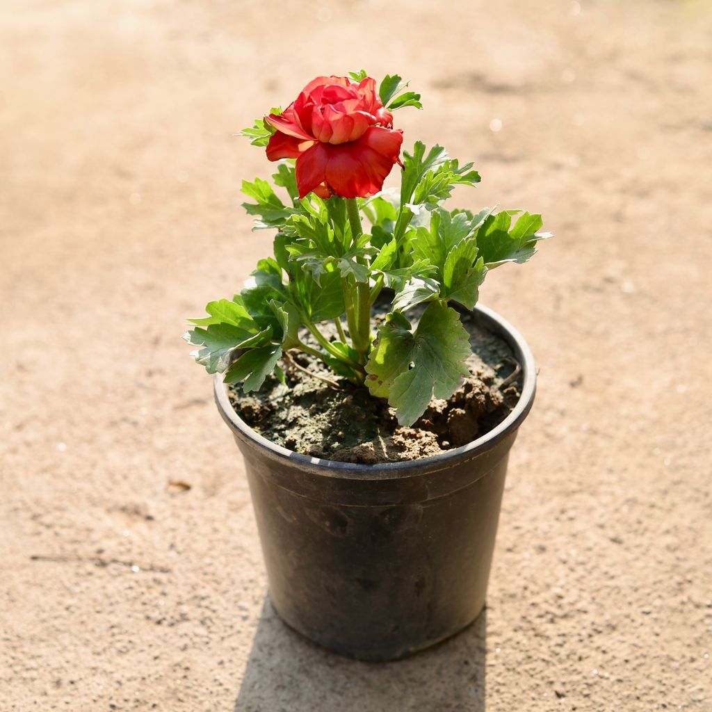 Ranunculus / Buttercup (any colour)  in 6 Inch Nursery Pot