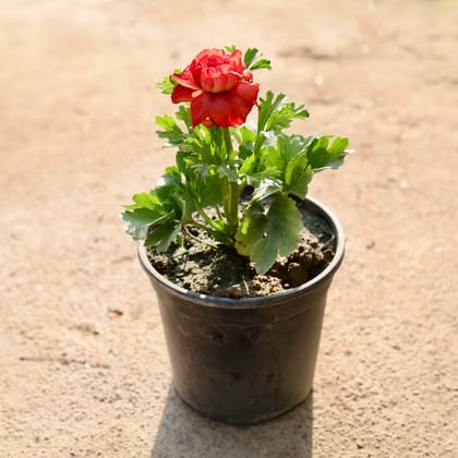 Buy Ranunculus / Buttercup Red in 6 Inch Nursery Pot Online | Urvann.com