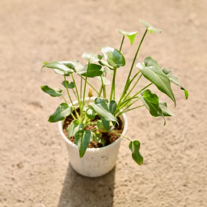 Buy Xanadu Green in 4 Inch Nursery Pot Online | Urvann.com