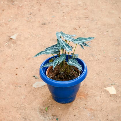 Buy Alocasia Volcano in 8 Inch Blue Classy Plastic Pot Online | Urvann.com