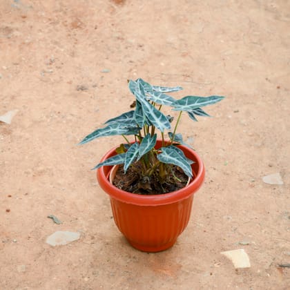 Buy Alocasia Volcano in 8 Inch Terracotta Red Olive Plastic Pot Online | Urvann.com