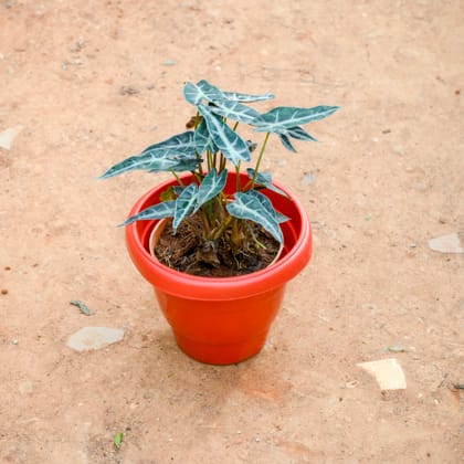 Buy Alocasia Volcano in 8 Inch Terracotta Red Classy Plastic Pot Online | Urvann.com