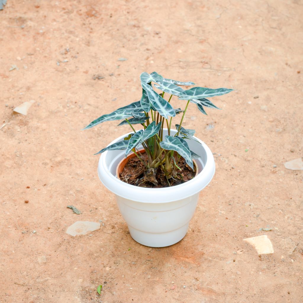 Alocasia Volcano in 8 Inch White Classy Plastic Pot