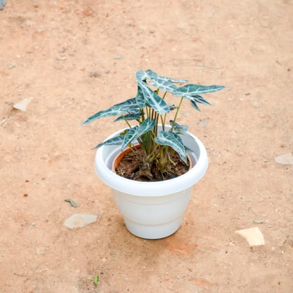 Buy Alocasia Volcano in 8 Inch White Classy Plastic Pot Online | Urvann.com