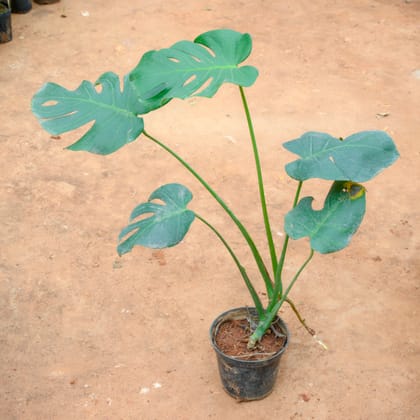 Buy Monstera Deliciosa in 6 Inch Nursery Pot Online | Urvann.com