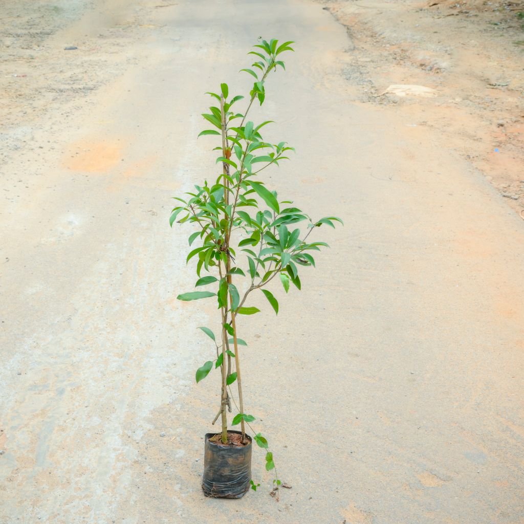 Chiku / Chikoo / Sapodilla Plant (~ 3 Ft) in 6 Inch Nursery Bag