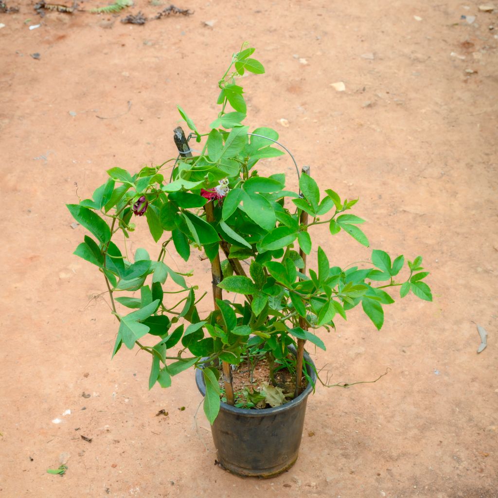 Rakhi Bel (~ 2 Ft) in 8 Inch Nursery Pot