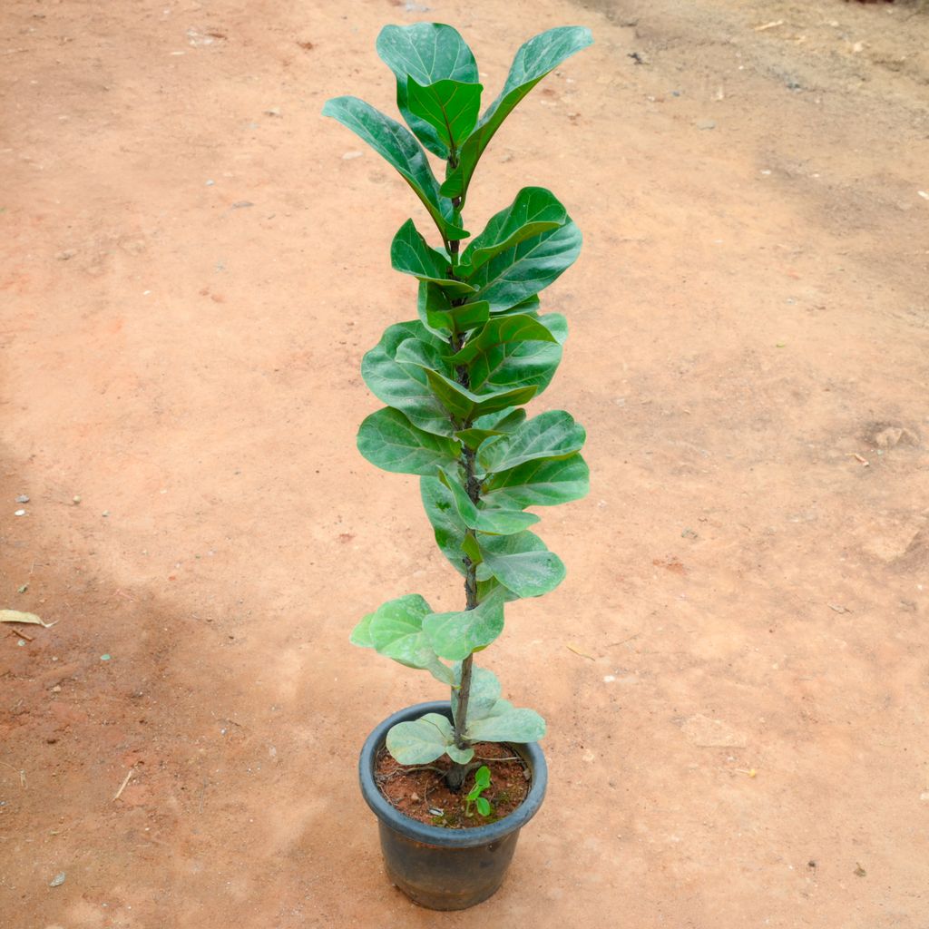 Fiddle Leaf Fig / Ficus Lyrata (~ 3 Ft) in 10 Inch Nursery Pot