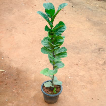 Buy Fiddle Leaf Fig / Ficus Lyrata (~ 3 Ft) in 10 Inch Nursery Pot Online | Urvann.com