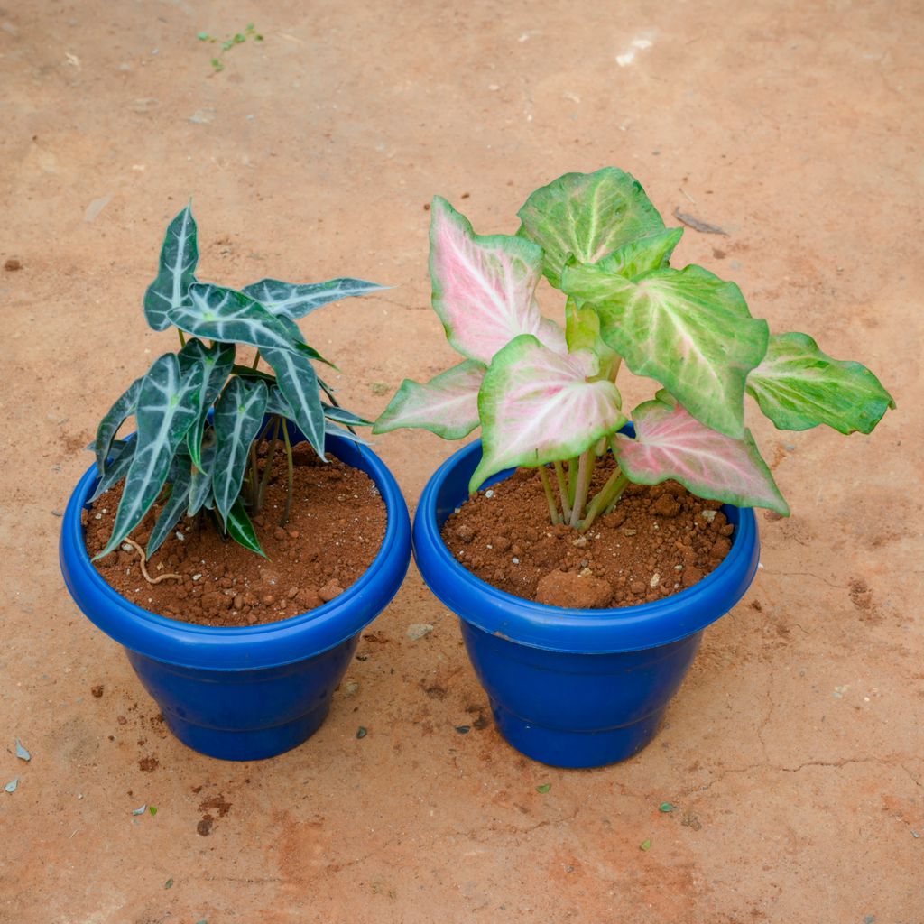 Set Of 2 - Alocasia Volcano & Caladium (Any Colour) in 8 Inch Blue Classy Plastic Pot