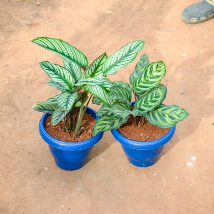 Buy Set Of 2 - Calathea Maranta & Ornata in 8 Inch Blue Classy Plastic Pot Online | Urvann.com