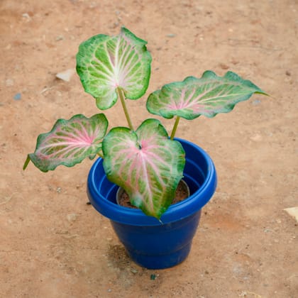 Buy Caladium / Heart Of Jesus Green Tip in 8 Inch Blue Classy Plastic Pot Online | Urvann.com