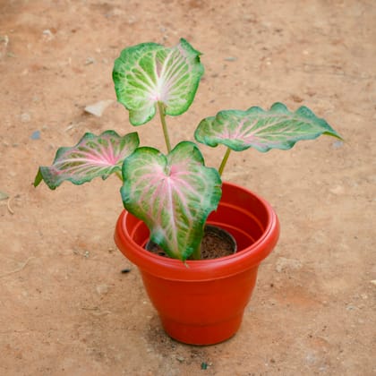 Buy Caladium / Heart Of Jesus Green Tip in 8 Inch Terracotta Red Classy Plastic Pot Online | Urvann.com