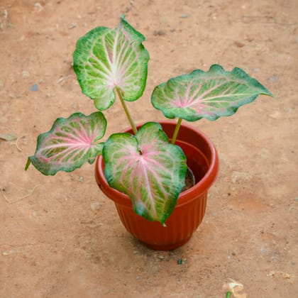 Buy Caladium / Heart Of Jesus Green Tip in 8 Inch Terracotta Red Olive Plastic Pot Online | Urvann.com