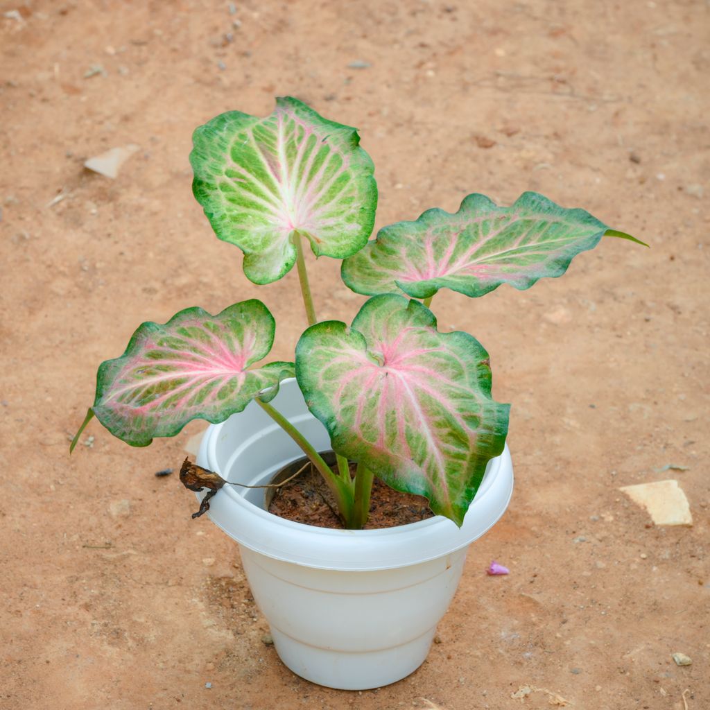 Caladium / Heart Of Jesus Green Tip in 8 Inch White Classy Plastic Pot