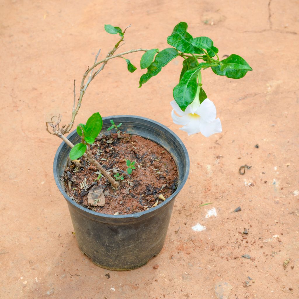 Mandevilla White in 5 Inch Nursery Pot