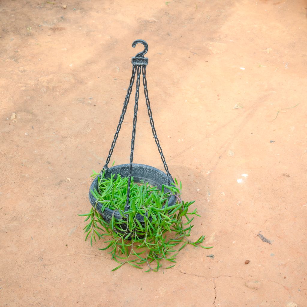 String Of Banana Succulent in 6 Inch Grey Hanging Plastic Pot