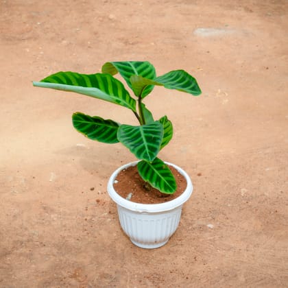 Buy Calathea Maranta / Zebrina in 8 Inch White Olive Plastic Pot Online | Urvann.com