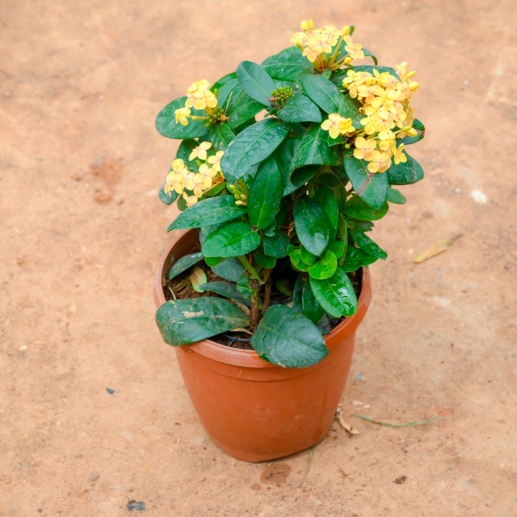 Ixora Chinese (Any Colour) in 6 Inch Nursery Pot