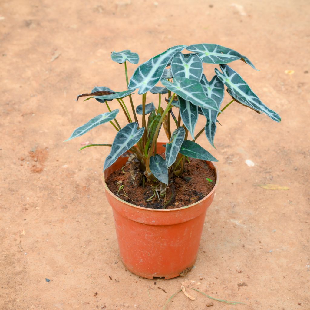 Alocasia Volcano in 5 Inch Nursery Pot