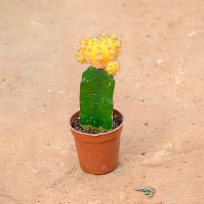 Buy Moon Cactus Yellow in 3 Inch Nursery Pot Online | Urvann.com