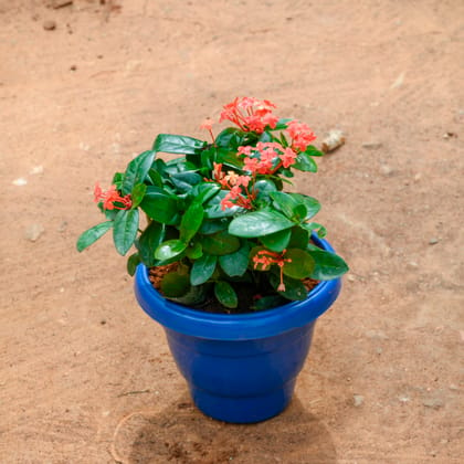 Buy Ixora Chinese (Any Colour) in 8 Inch Blue Classy Plastic Pot Online | Urvann.com