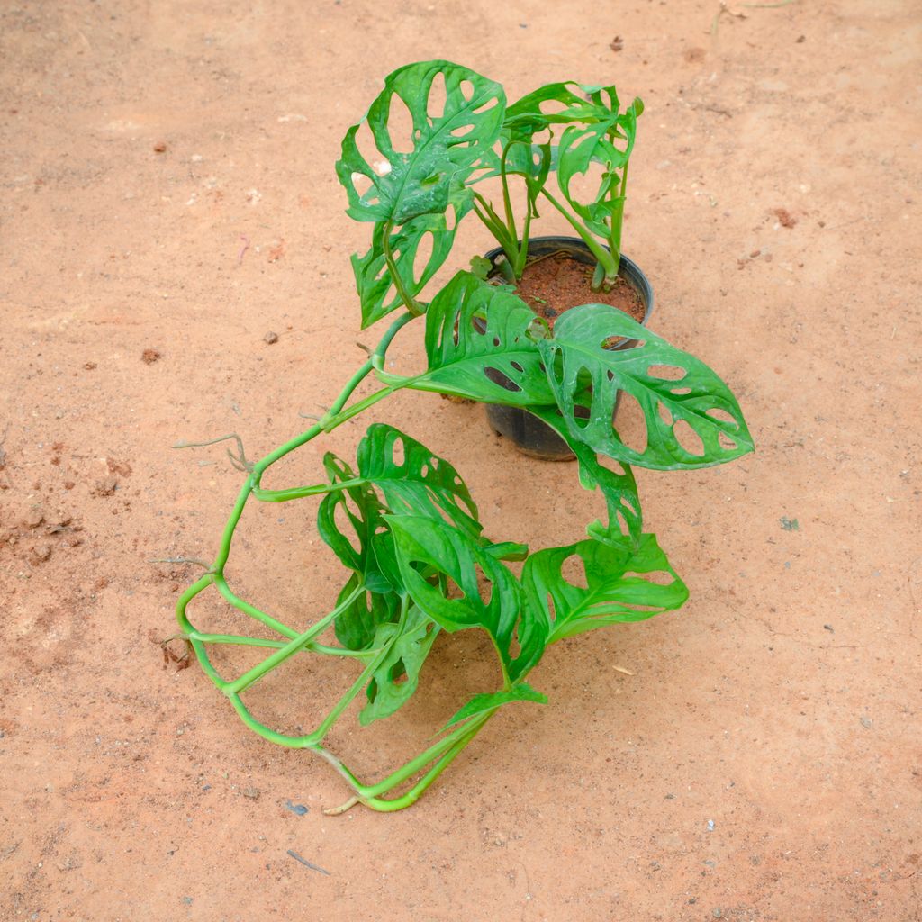 Monstera Broken Heart in 4 Inch Nursery Pot