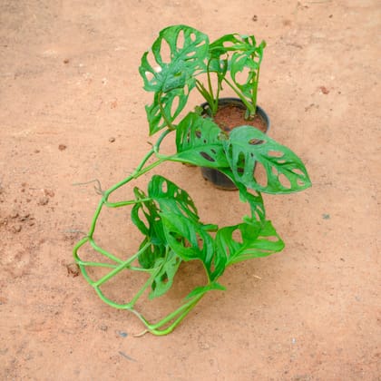 Buy Monstera Broken Heart in 4 Inch Nursery Pot Online | Urvann.com