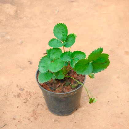 Buy Strawberry Plant in 5 Inch Nursery Pot Online | Urvann.com