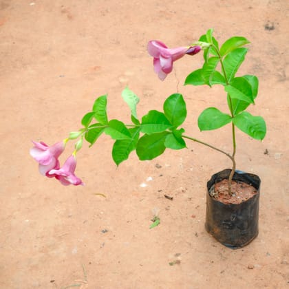 Buy Allamanda Creeper Purple in 4 Inch Nursery Bag Online | Urvann.com