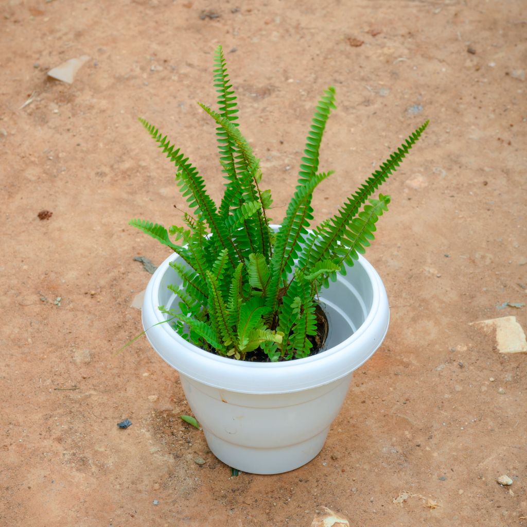 Boston Fern Green in 8 Inch White Classy Plastic Pot