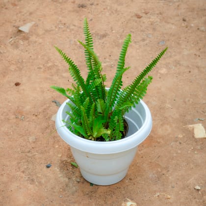 Buy Boston Fern Green in 8 Inch White Classy Plastic Pot Online | Urvann.com