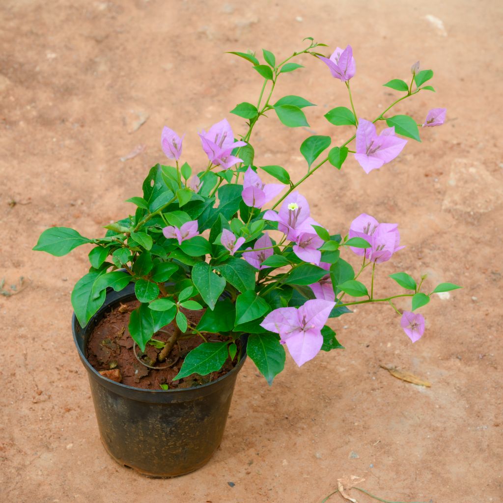 Bougainvillea Purple in 6 Inch Nursery Pot