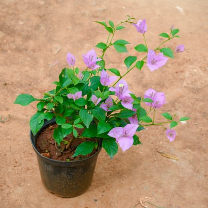 Buy Bougainvillea Purple in 6 Inch Nursery Pot Online | Urvann.com