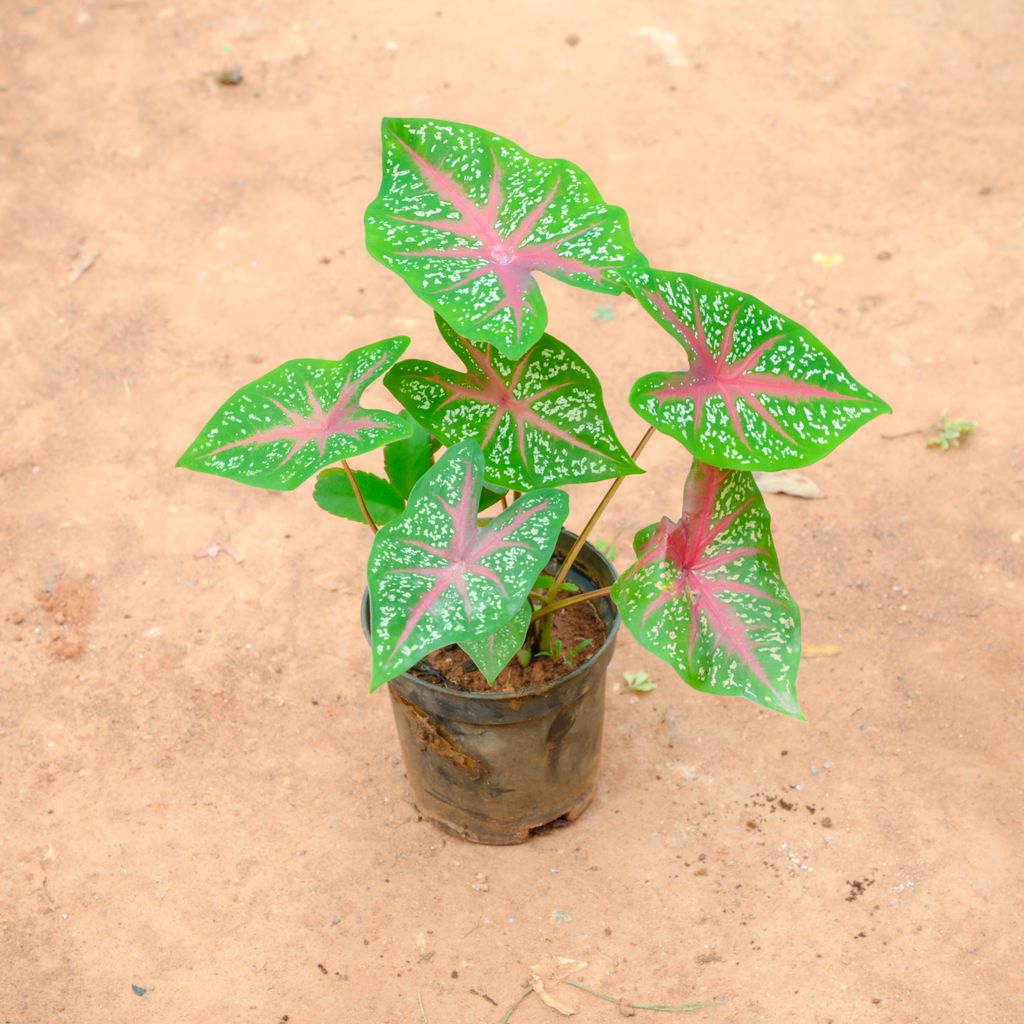 Caladium / Heart Of Jesus Green Plant in 4 Inch Nursery Pot