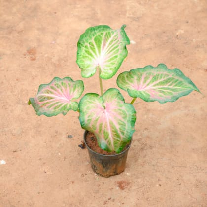 Buy Caladium / Heart Of Jesus Green Tip in 4 Inch Nursery Pot Online | Urvann.com