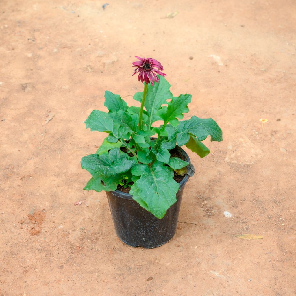 Gerbera (Any Colour) in 5 Inch Nursery Pot