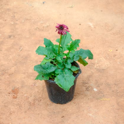 Buy Gerbera (Any Colour) in 5 Inch Nursery Pot Online | Urvann.com