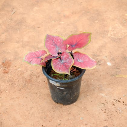 Buy Caladium / Heart Of Jesus Red Tip in 4 Inch Nursery Pot Online | Urvann.com