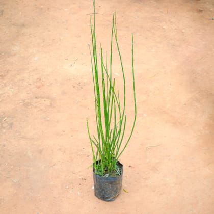 Buy Water Bamboo in 4 Inch Nursery Bag Online | Urvann.com