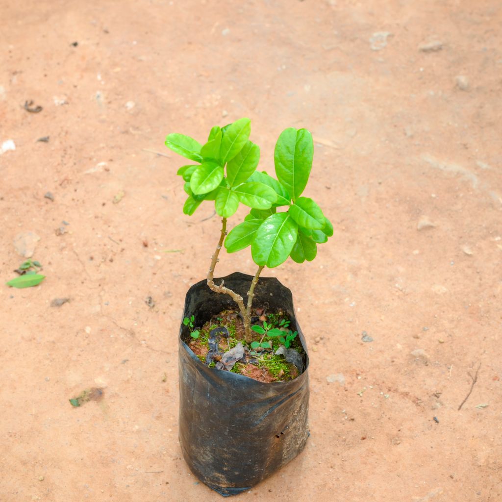 Allamanda Creeper Yellow in 4 Inch Nursery Bag