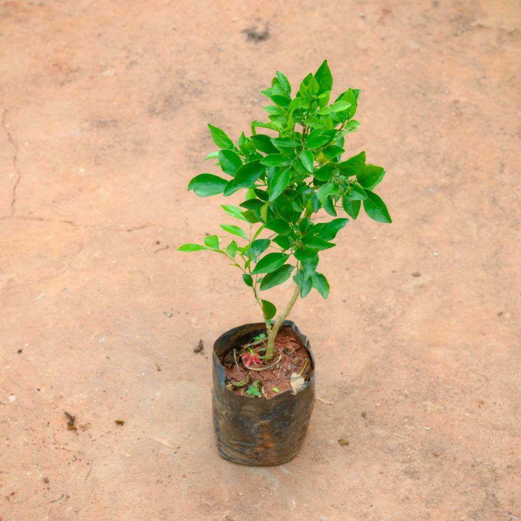 Madhu Kamini / Murraya in 4 Inch Nursery Bag